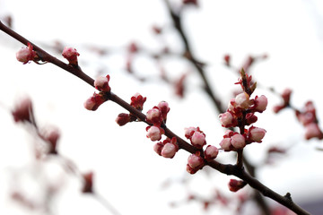 Pink apricot tree buds in early spring