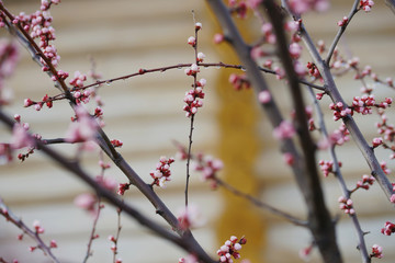 Pink apricot tree buds in early spring