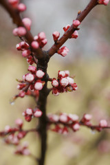 Pink apricot tree buds in early spring