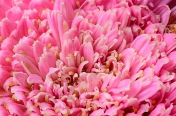 Fototapeta premium Flowers bouquet, pink for background