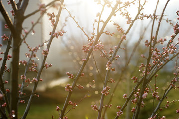 Pink apricot tree buds in early spring
