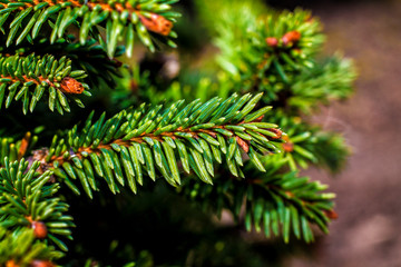 Young spruce branches and cones
