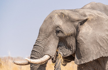 Lonely Elephant in the savanna (Kruger National Park, South Africa)