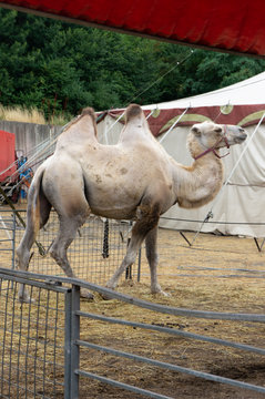 Camel on the background of the tents of a traveling circus