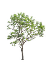 Trees on a isolated white background