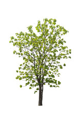 Obraz premium Trees on a isolated white background