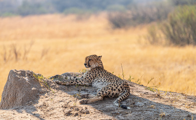 Naklejka premium Relaxing Cheetah in the Kruger National Park, South Africa