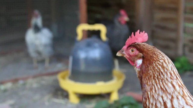 Poule et poulailler 