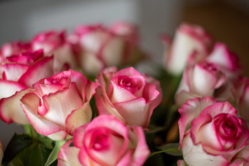 Pink rose 1 © Marcin