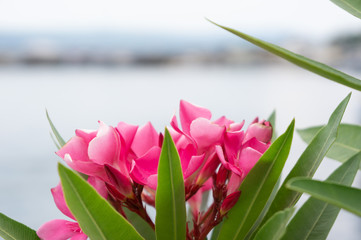Oleander. Beautiful street pink flowers close up shot