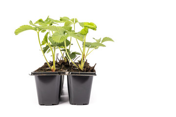 young strawberry plants in pots on white background