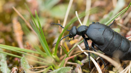 Oleica Fioletowa Meloe proscarabaeus

