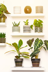 Garden Room. Succulent Plants In Geometric Ornamented Art Deco Style Flower Pots. Home Gardening.