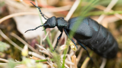 Oleica Fioletowa Meloe proscarabaeus
