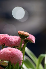 Kwiaty stokrotki w słońcu © mkupiec7