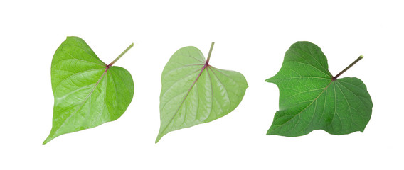 sweet potato leaf isolated on white