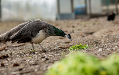 peacocks in a cage