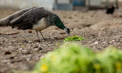peacocks in a cage