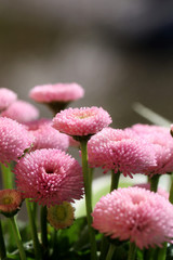 Kwiaty stokrotki w słońcu © mkupiec7