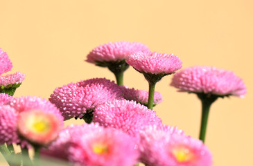 Kwiaty stokrotki w słońcu © mkupiec7