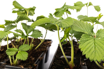 young strawberry plants in pots on white background
