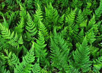 leaf of Dryopteris plant, 
Variety leaf of green Wood ferns, Dryopteris in the nepali jungle. 