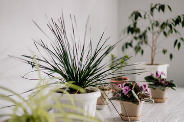 Plants on homemade vases shot against an light gray wall, a clear reference to the concept of sustainability and recycling in home