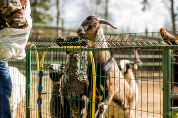 
goats in a cage