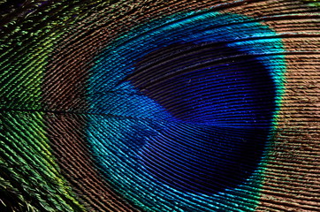 Peacock feathers macro for background or wallpaper - 342840427