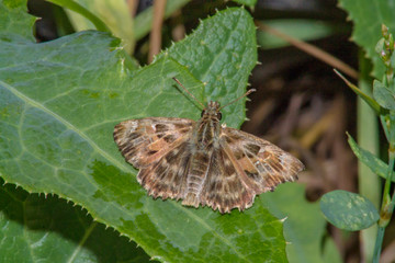 Insects in macro. Butterfly in the garden