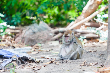 Monkey Sitting with Chained at the Tree.