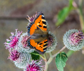 Insects in macro. Butterfly in the garden