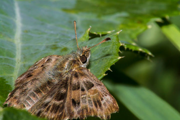 Insects in macro. Butterfly in the garden