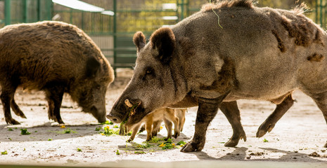 
boars with piglets in a cage