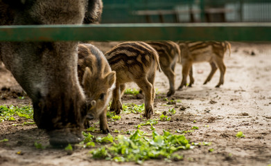 
boars with piglets in a cage