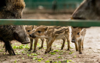 
boars with piglets in a cage