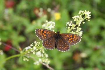 butterfly on a flower