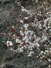 branch of a tree blossoming