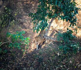 Leopard (Panthera pardus) hunting in the Kruger National Park, South Africa