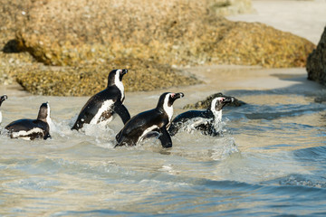 Boulders Beach penguin colony, Simonstown in South Africa