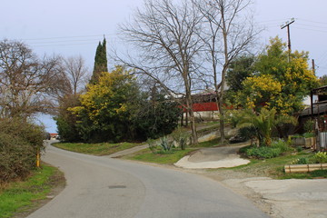 Blooming Mimosa on the streets of Sochi.