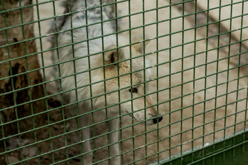 
wolves in a cage