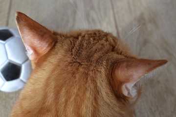 Top view on the head of a ginger tabby cat and a soccer ball next to it. High quality photo