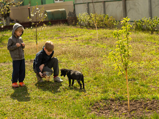 Two Caucasian fair-haired boys play with a dog in the garden