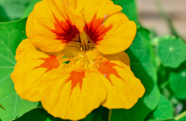 Nasturtium Flower
