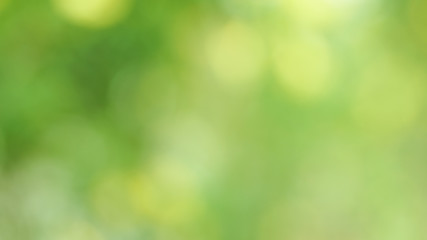  Abstract green blurred background,Nature gradient backdrop.