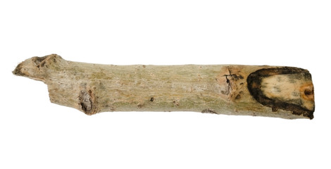 Tree branch or stick isolated on white background. Item for mock up, scene creator and other design