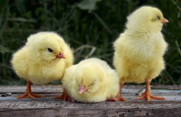 Little chickens on the farm.