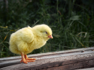 Yellow chicken on a farm.