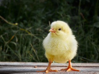 Yellow chicken on a farm.